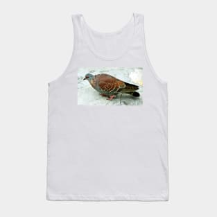 Rock Pigeon, Table Mountain, South Africa Tank Top